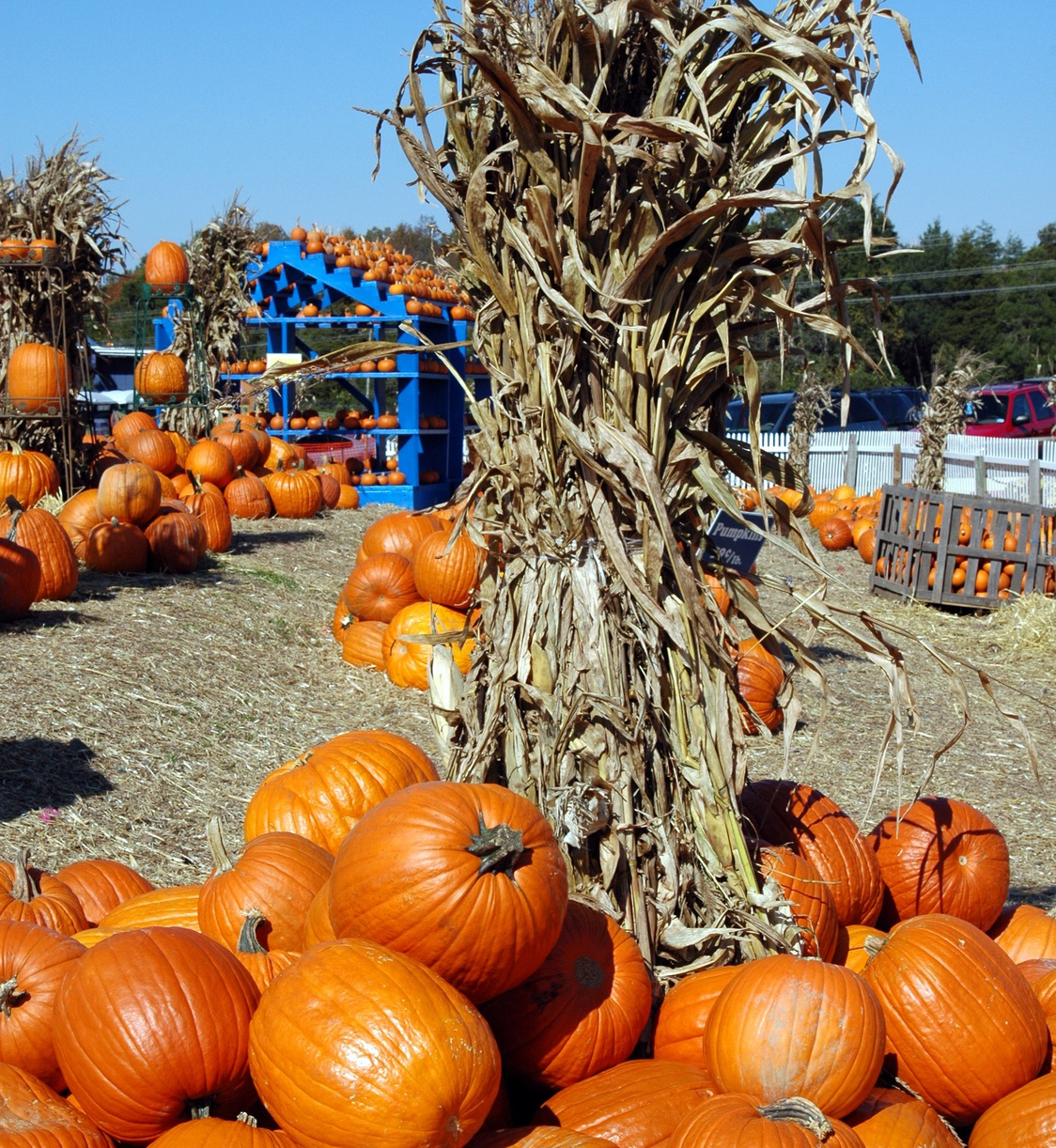 Pumpkins